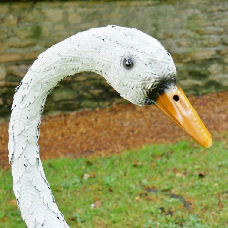 Close-up of the Face of the Swan Face