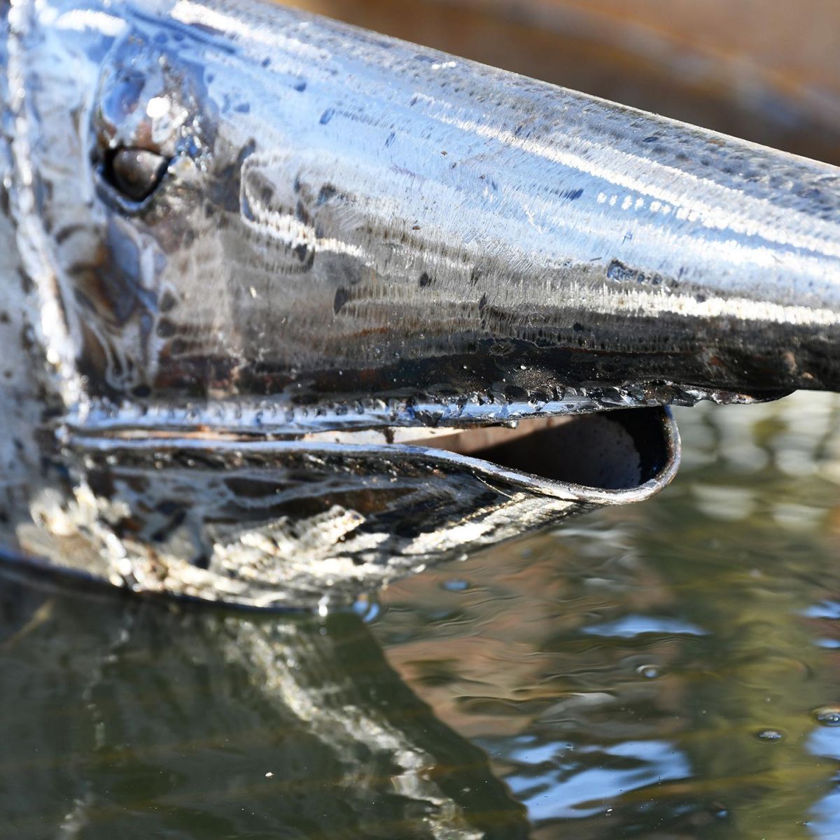 Close-up of the Face on the Metal Swordfish Sculpture