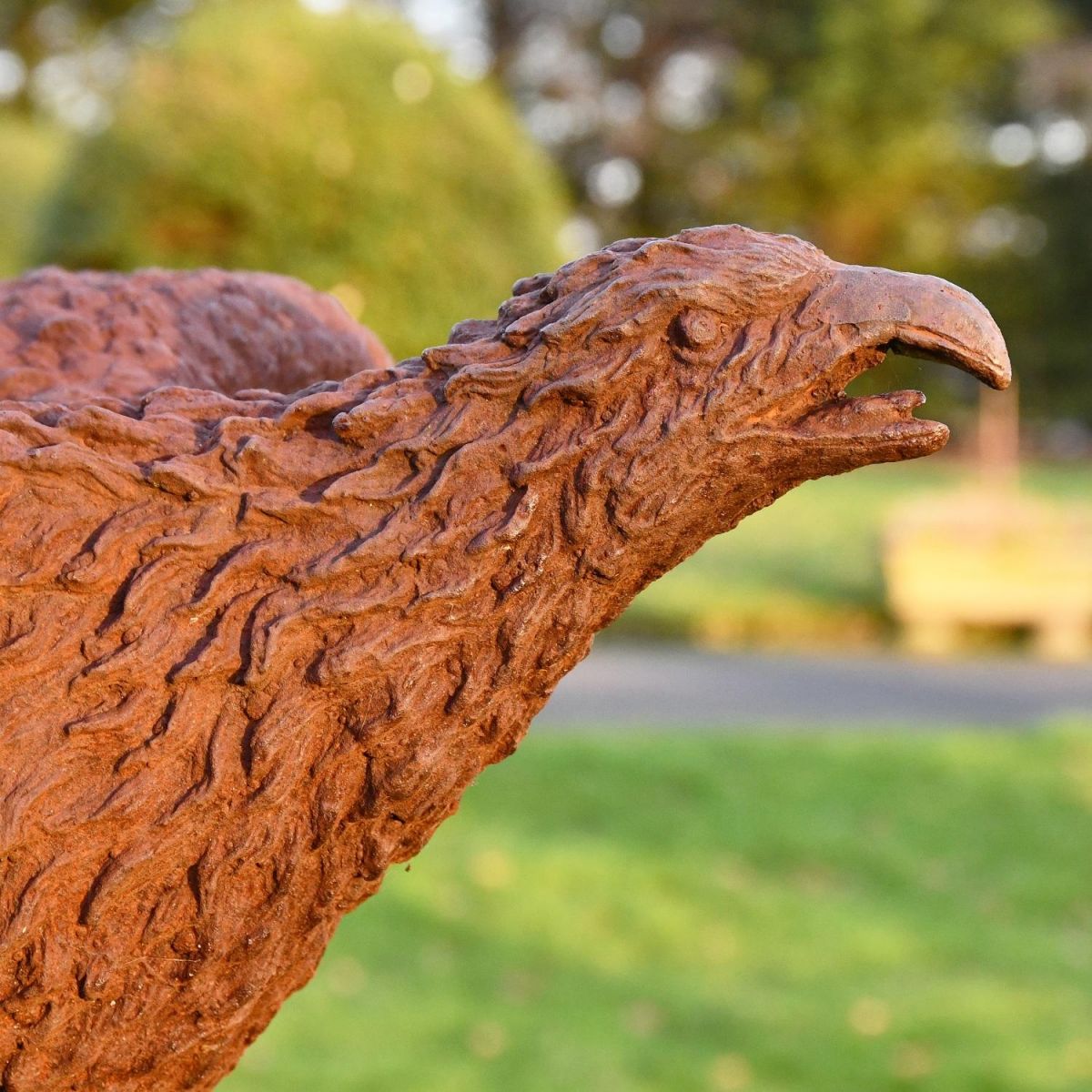 Close-up of the Eagle"s Face