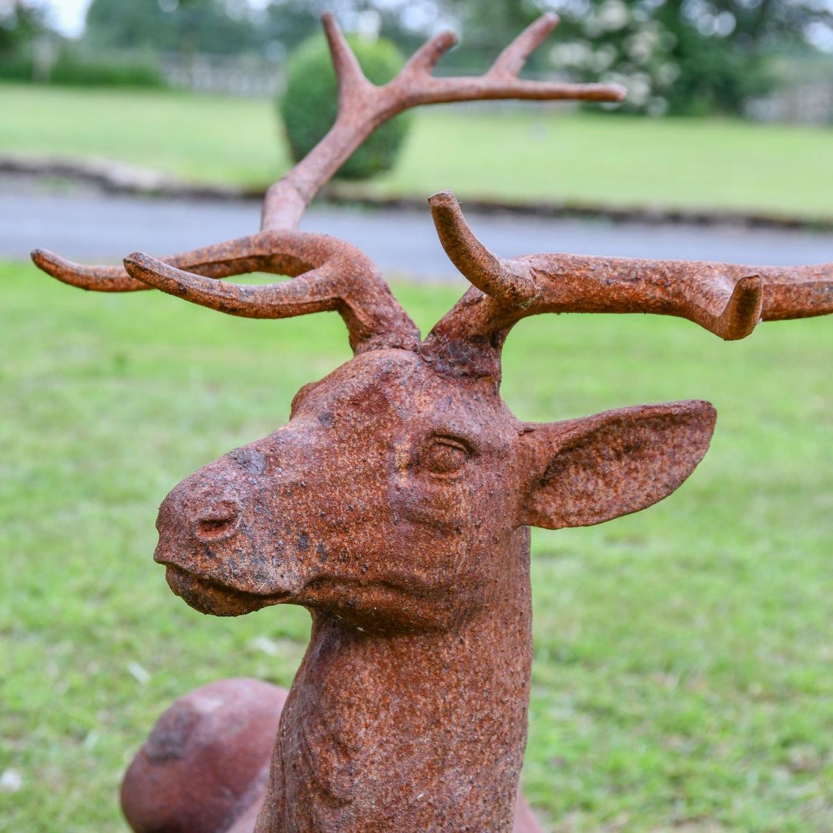 Close up of stag face 