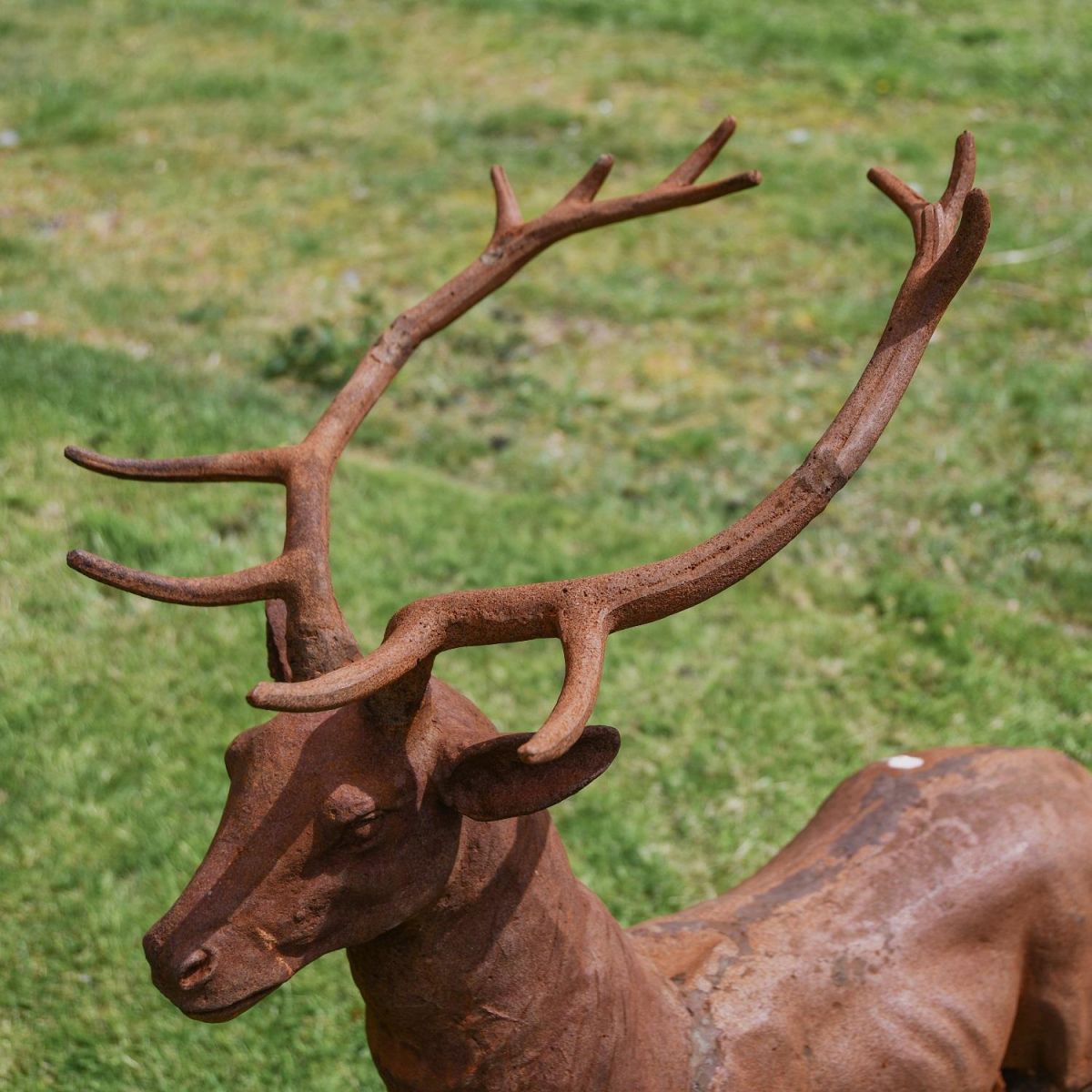Close up of Stag Antlers 