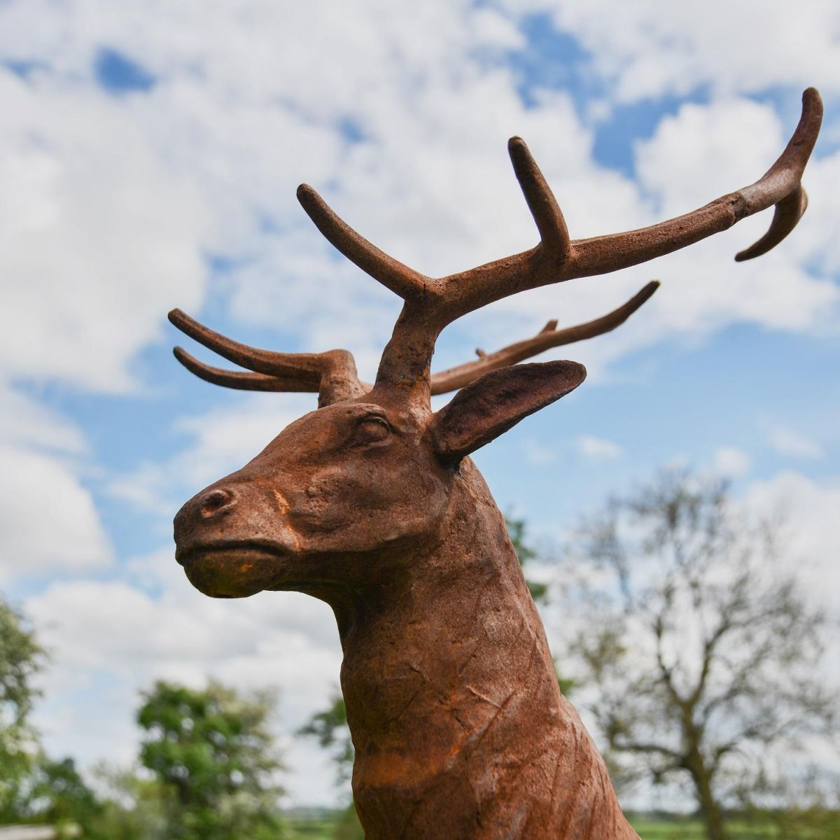 Close up of Stag Head & Antlers 