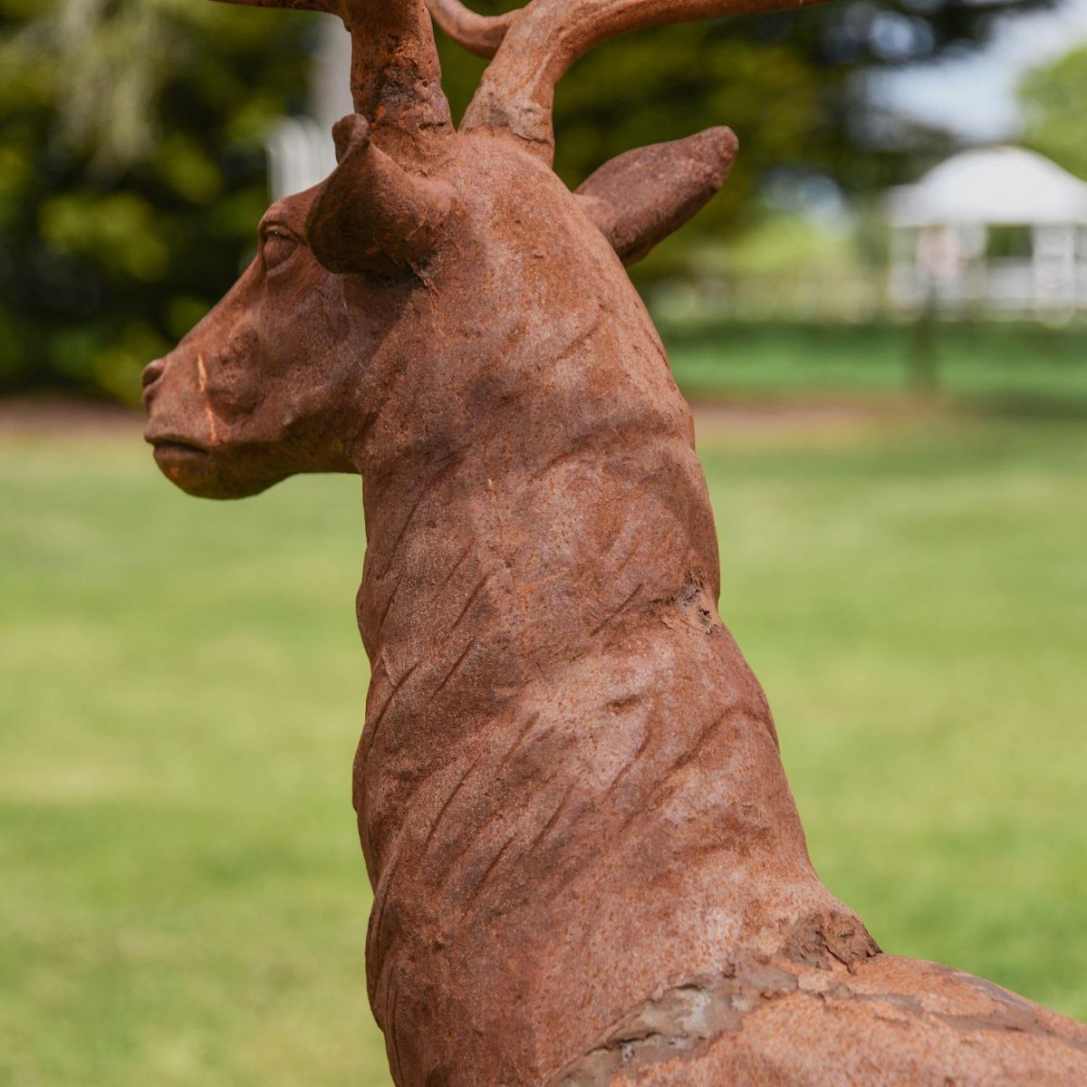 Close up of Stag"s neck 