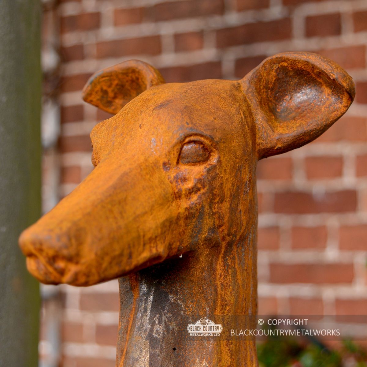 Close-up of the Face of the Greyhound