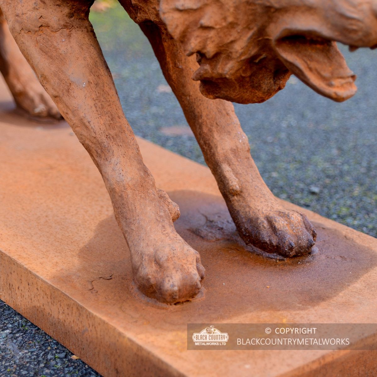 Close-up of the Wolf"s Feet Close-up of the Wolf"s Feet