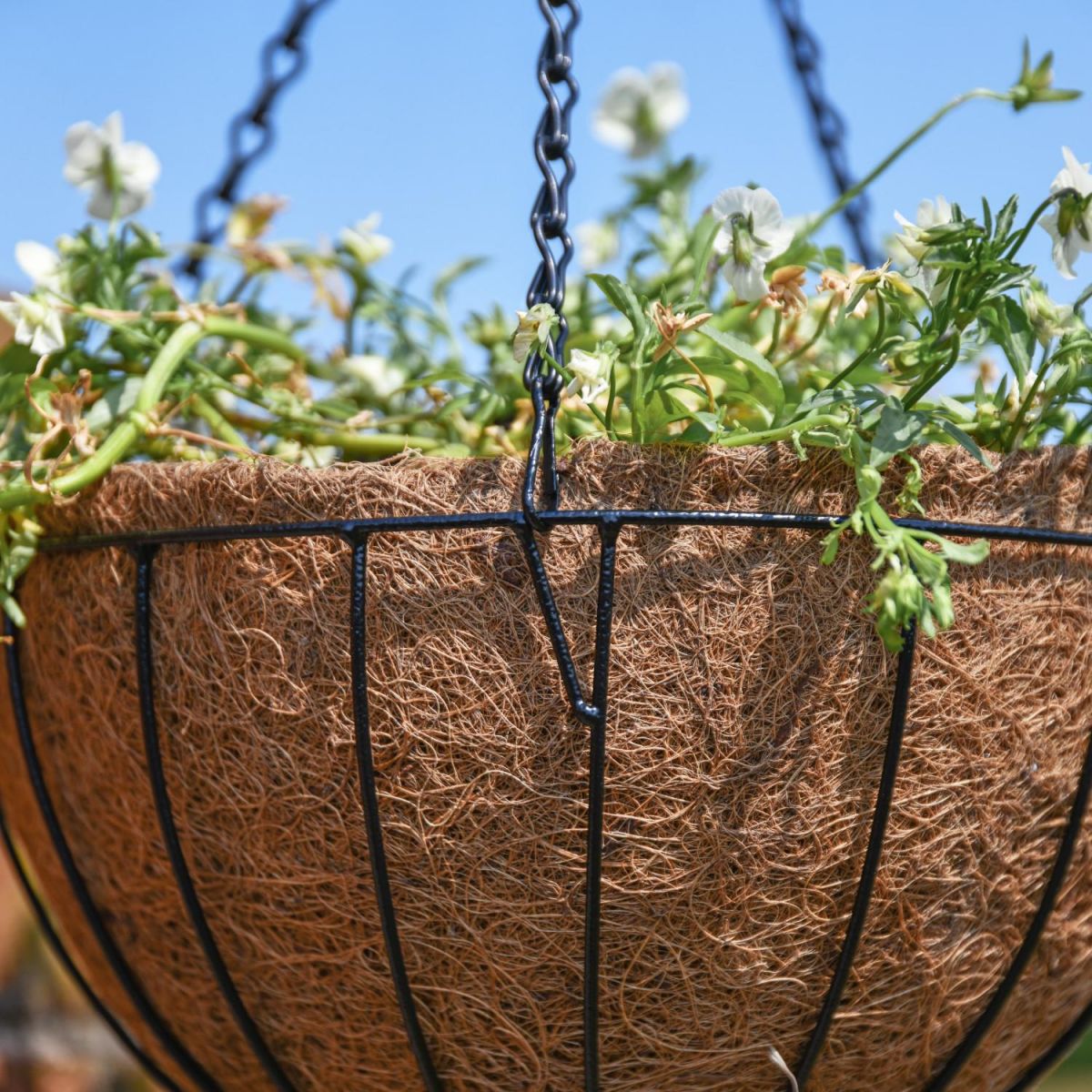 Close-Up of Outdoor Wired Hanging Basket Planter