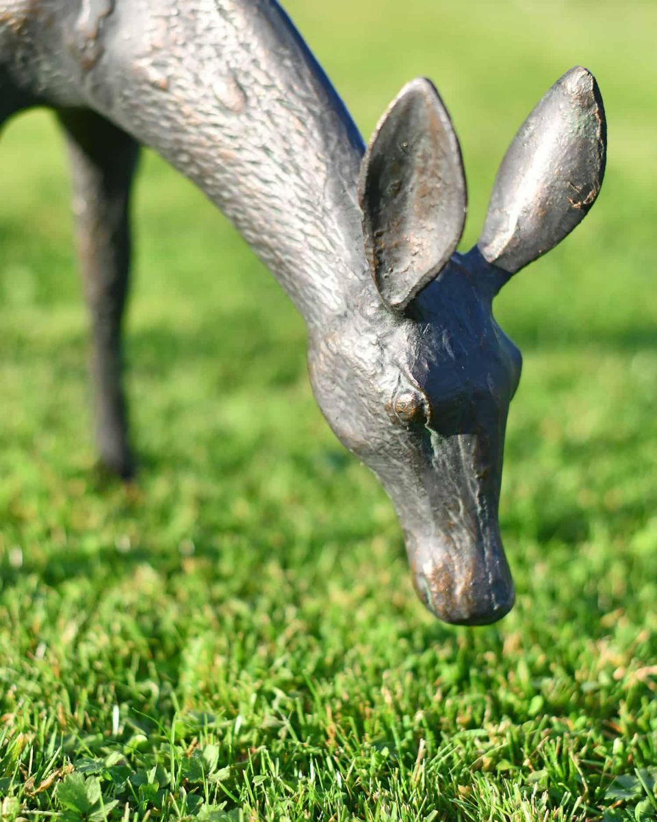 Close-Up of Miniature Doe Grazing