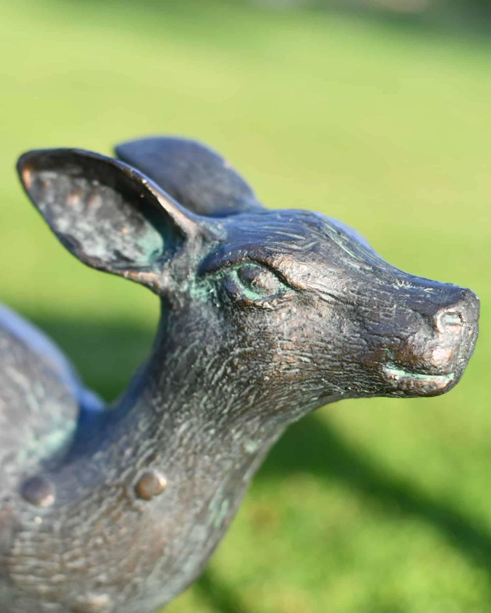 Close-Up of Miniature Doe Looking Up