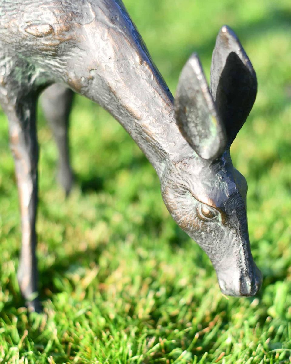 Close-Up of Miniature Grazing Doe