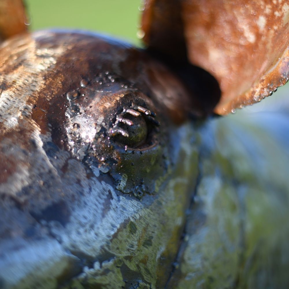 Recycled Metal Texture On The Face Of The Pig Recycled Metal Texture On The Face Of The Pig