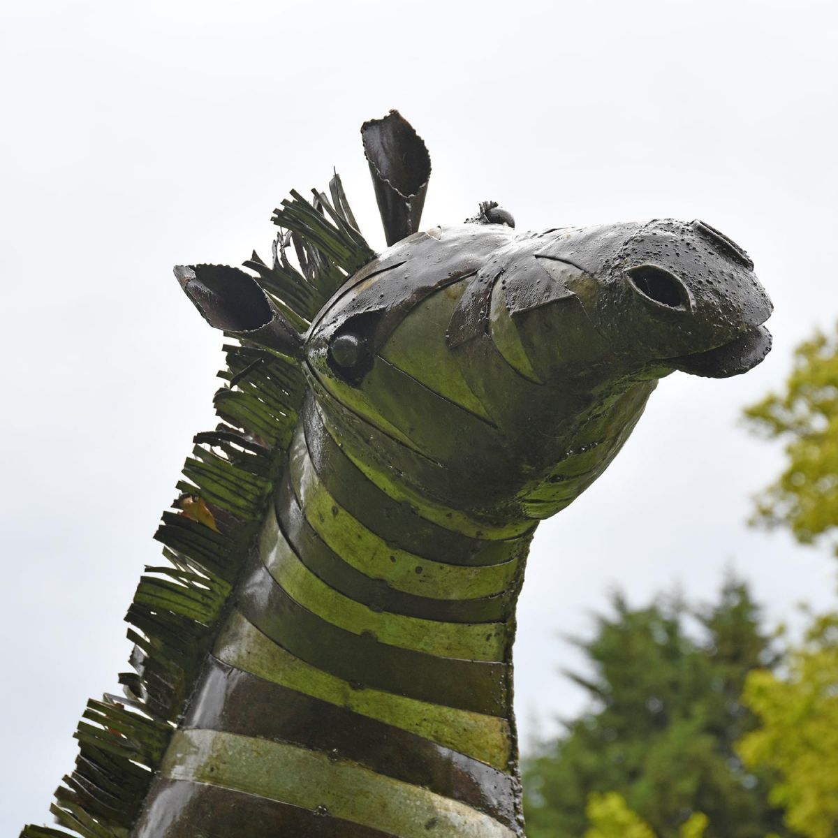 Close-up of the Head of the Rearing Metal Zebra Sculpture