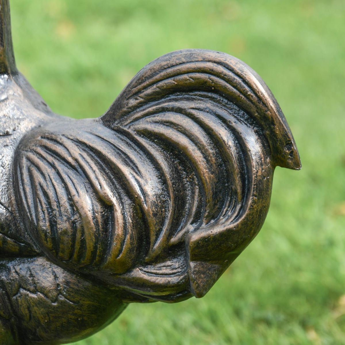 Close-Up of Rooster Tail