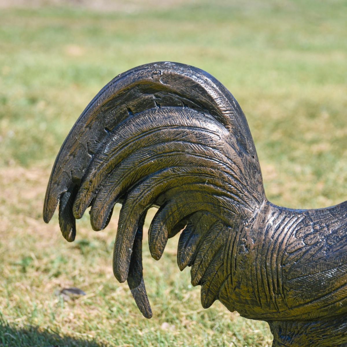 Close-up of Tail Feathers