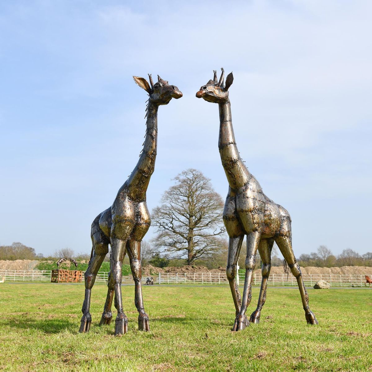 Recycled Metal Twin Giraffe Sculpture on Display Outdoors