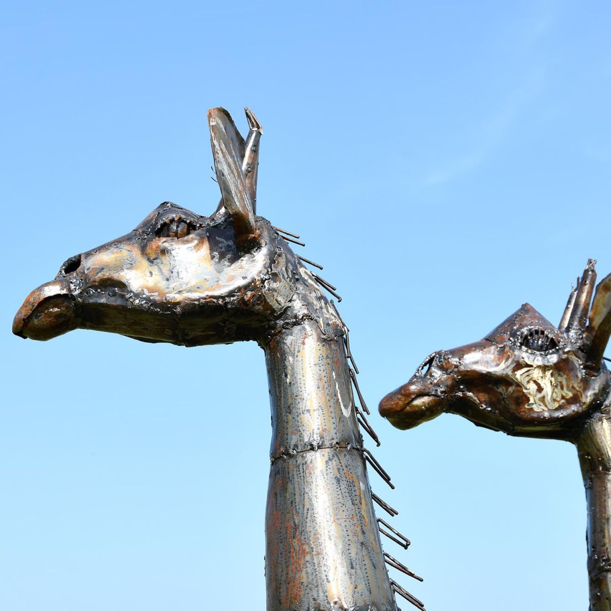 Close-up of the Heads of the Recycled Metal Twin Giraffe Sculpture