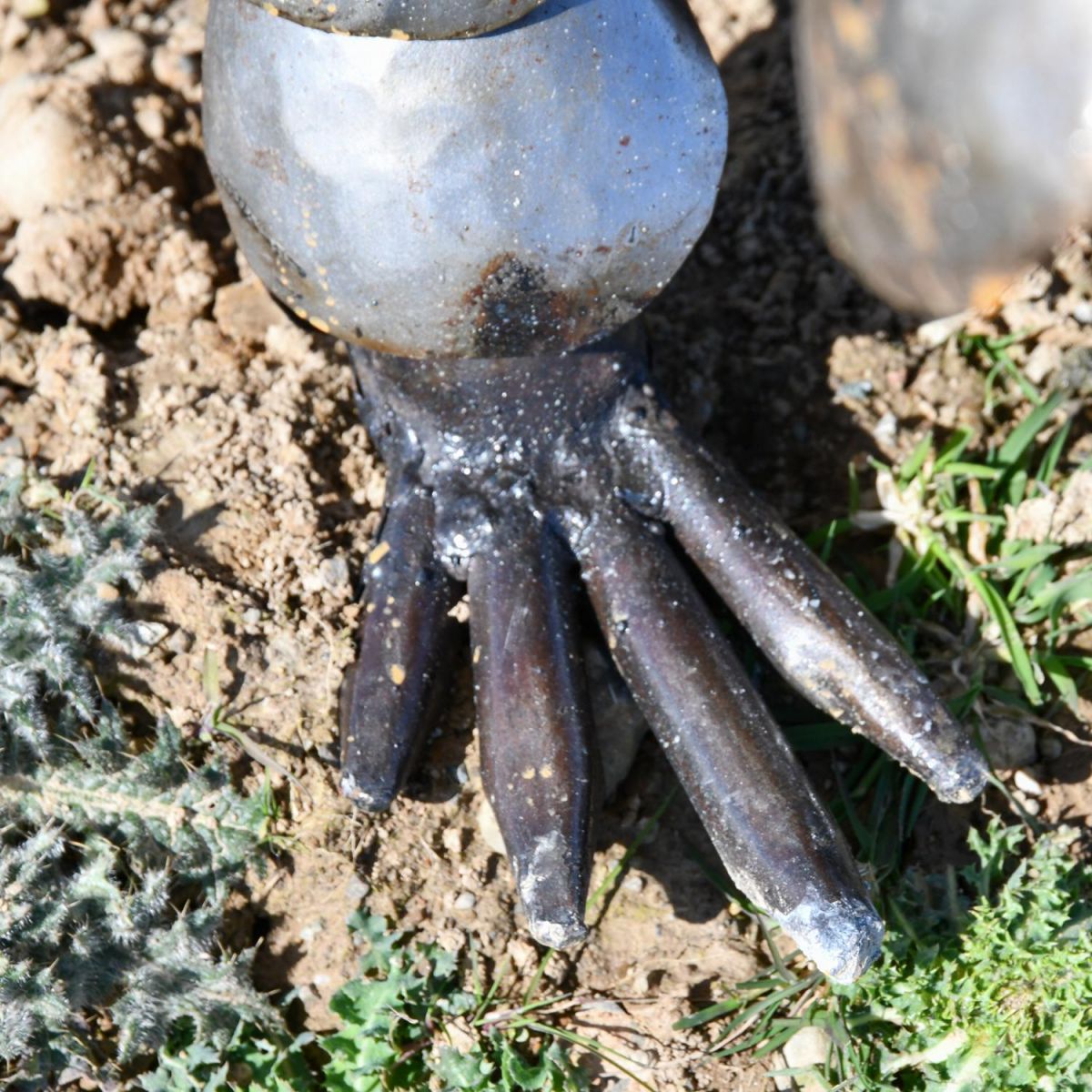 close-up of the Feet of the Pangolin