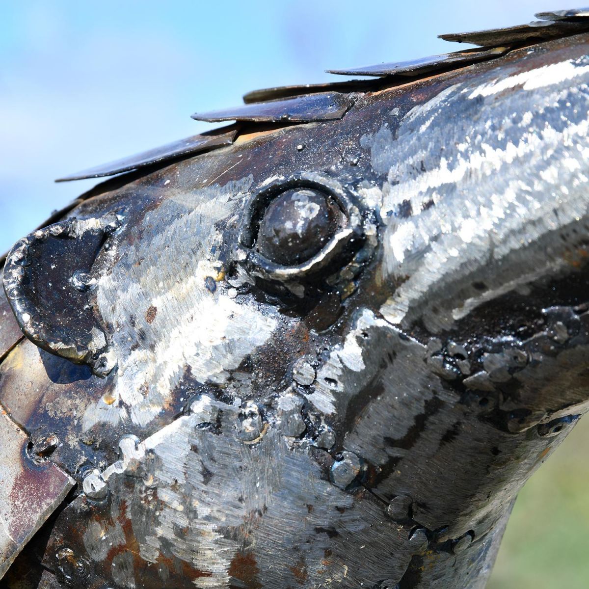 Close-up of the Detail on the Face of the Pangolin
