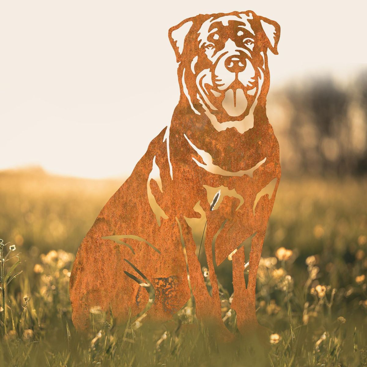Rottweiler Silhouette in Situ in a Field