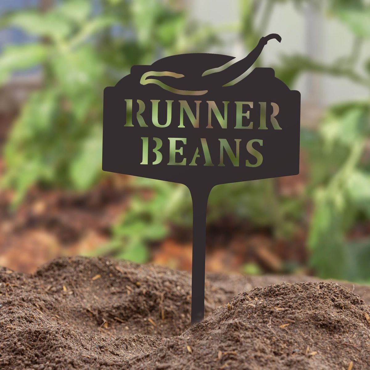 "Runner Beans" Vegetable Label in Situ in the Garden