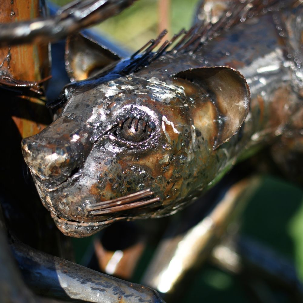 Close-up of the Cheetah"s Head