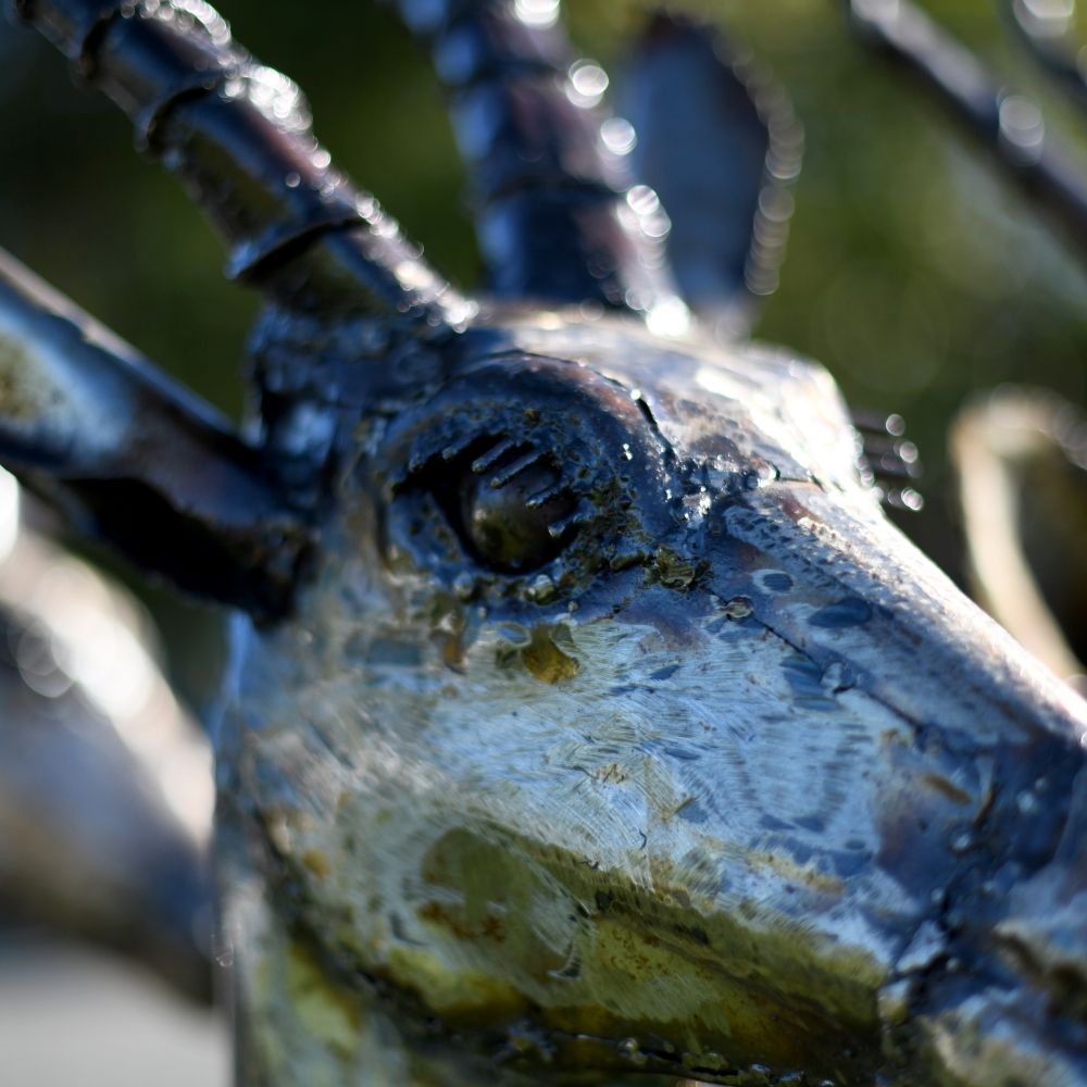 Close-up Of The Detail On the Antelope"s Face