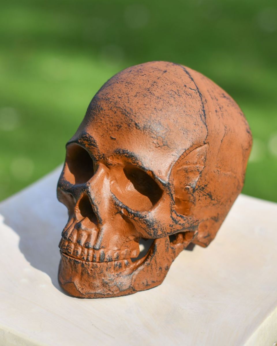 High angle three quarter view of Rustic Skull