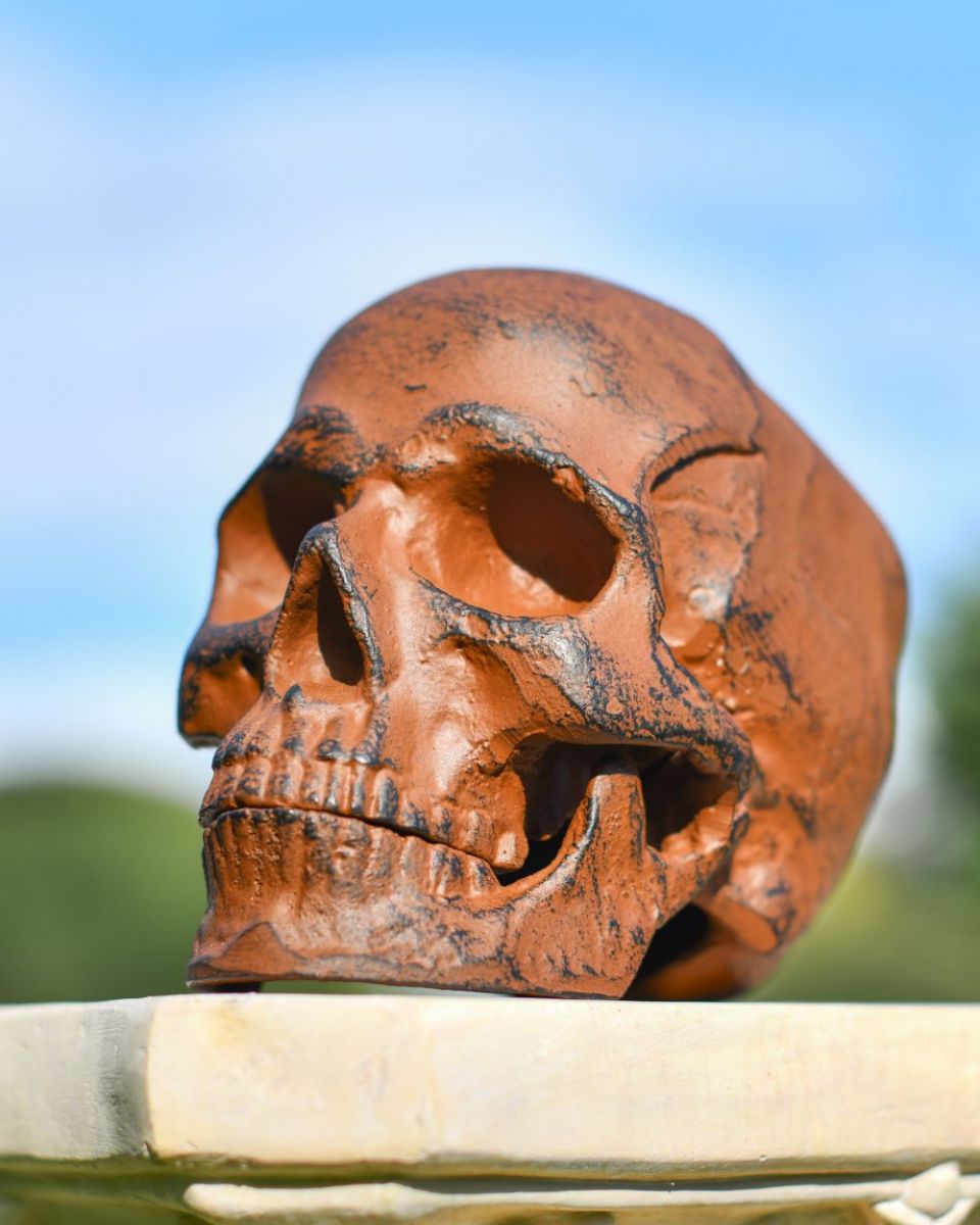 Low angle three quarter view of Rustic Skull