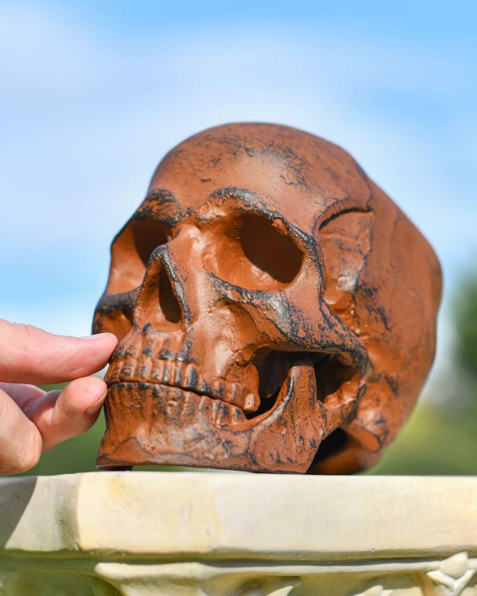 Scale Image of Rustic Skull