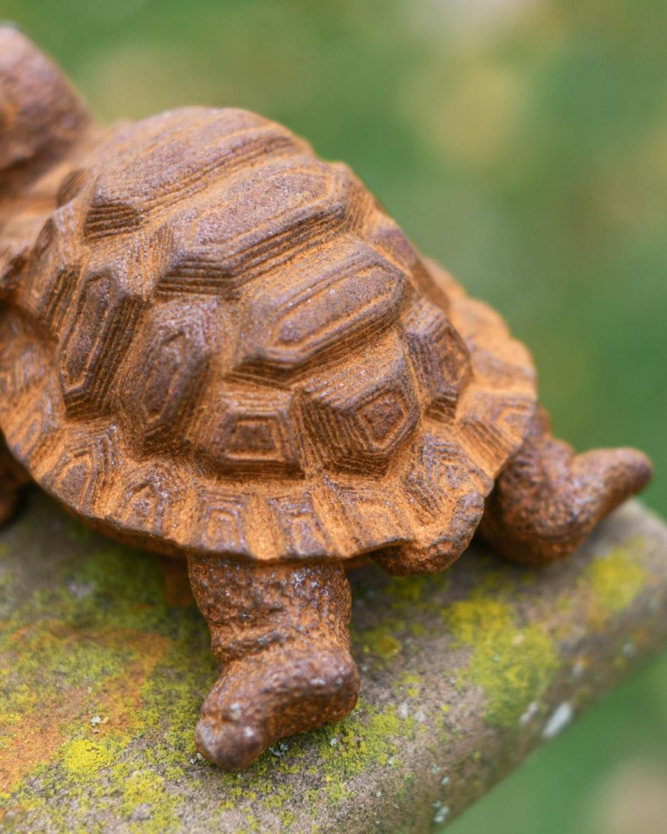 Close-Up of Mother Tortoise