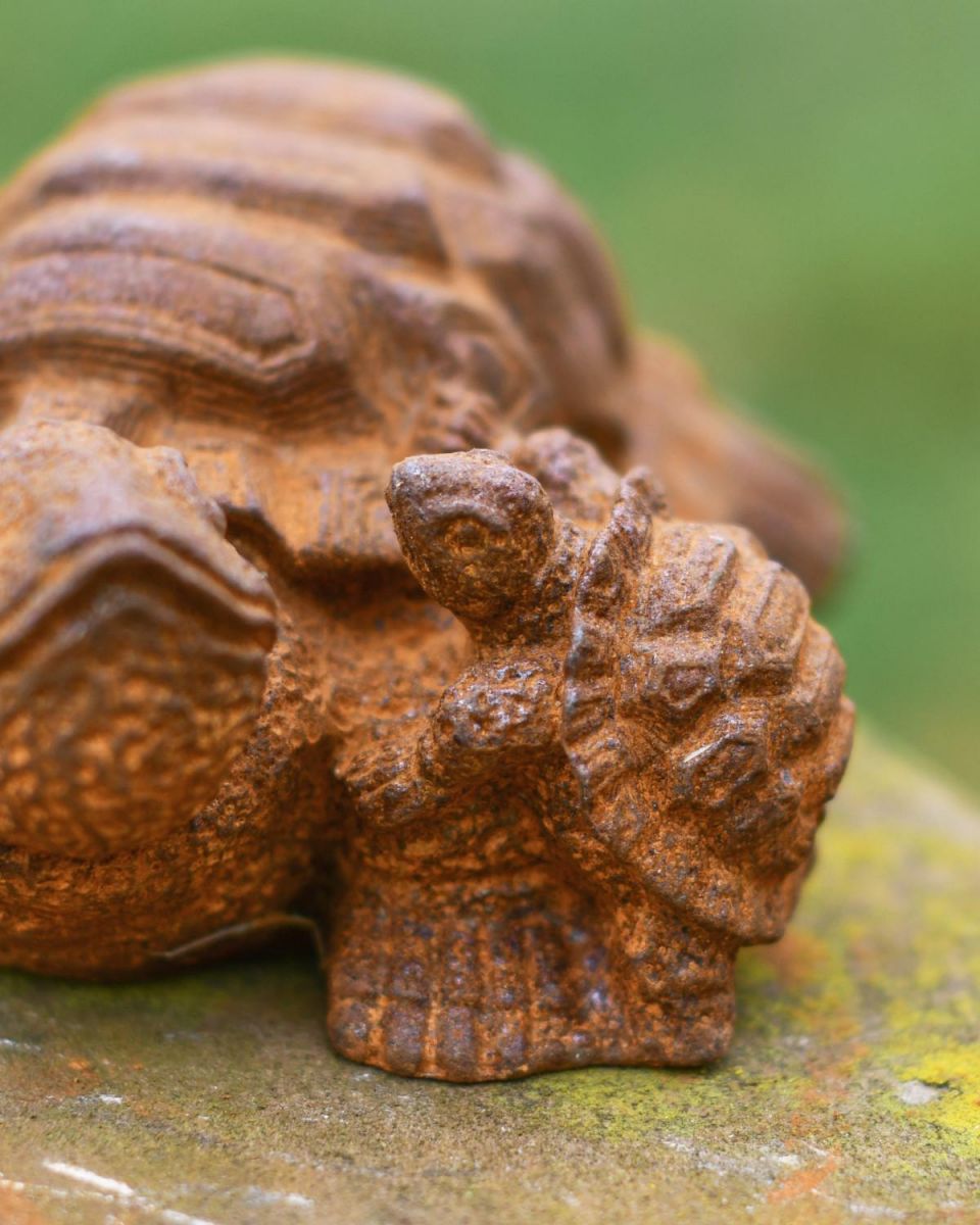 Close-Up of Hatchling 