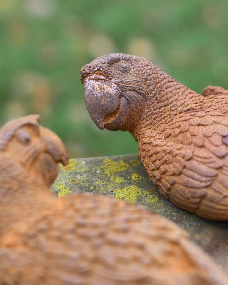 Close-Up of Rustic Cast Iron "Parrot Pair" Outdoor Garden Sculpture Close-Up of Rustic Cast Iron "Parrot Pair" Outdoor Garden Sculpture