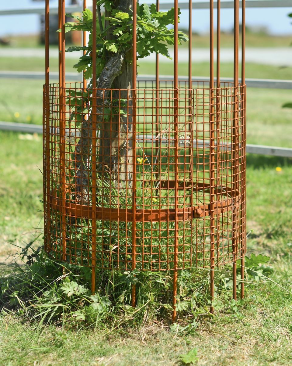 Close up of protective mesh detailing on rustic tree guard Close up of protective mesh detailing on rustic tree guard