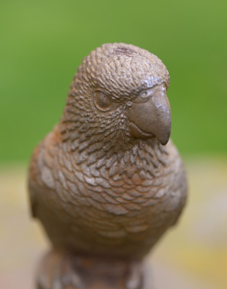 Close Up of Parrots Face