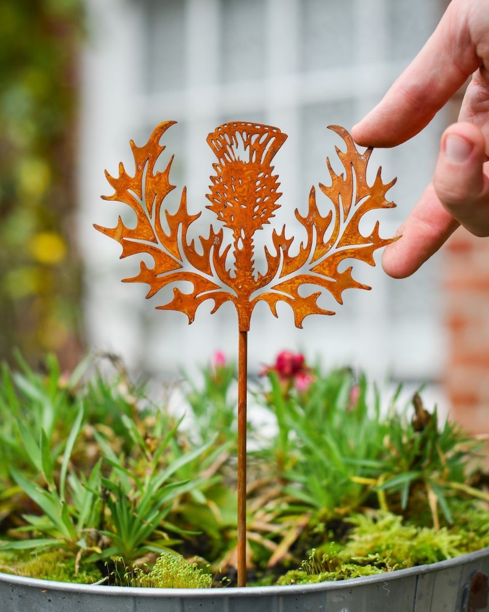 Rustic Scottish Thistle Artistic Plant Pot Spike - Set of Two with hand ijn shot for scale