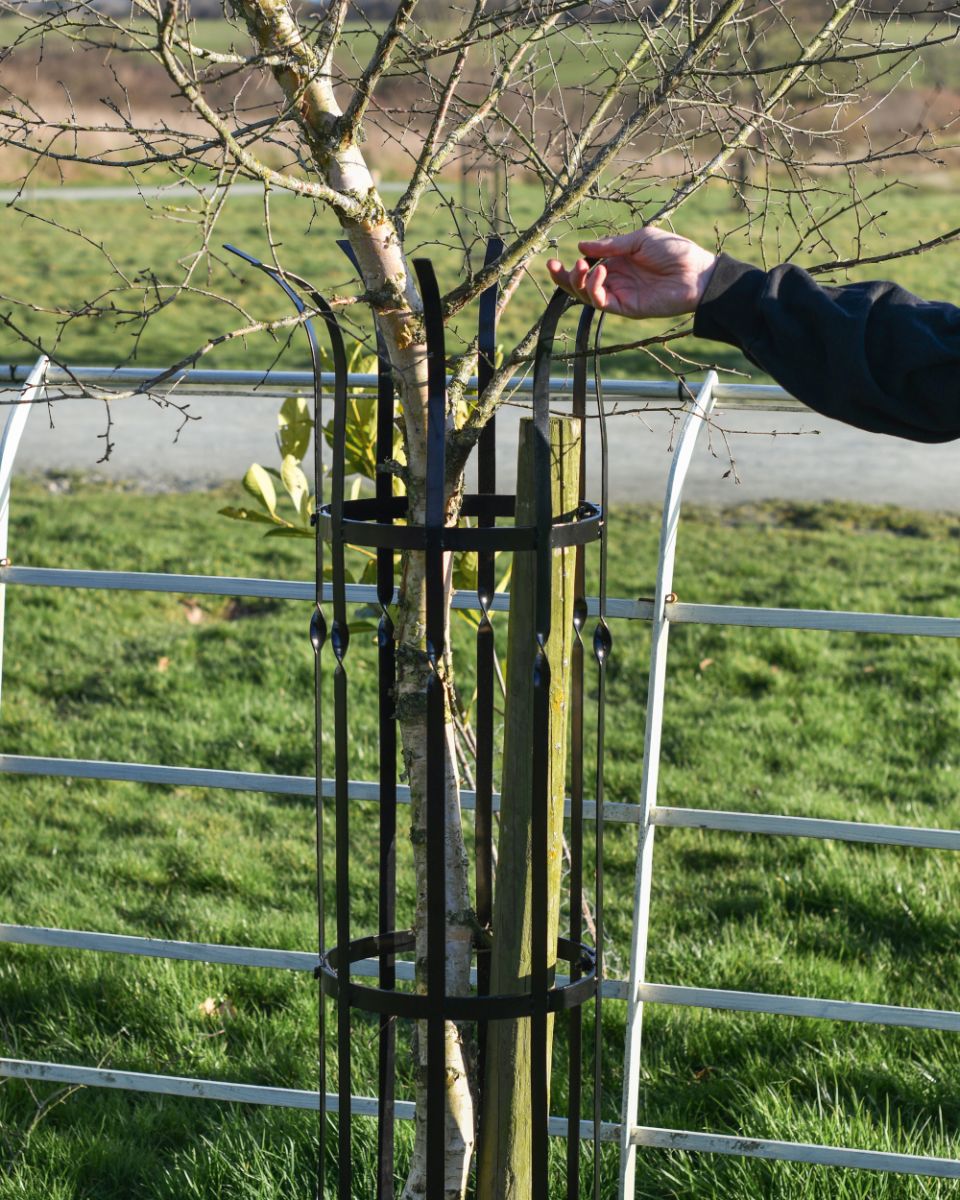 Scale Of The Wrought Iron "Sandridge" Black Tree Guard