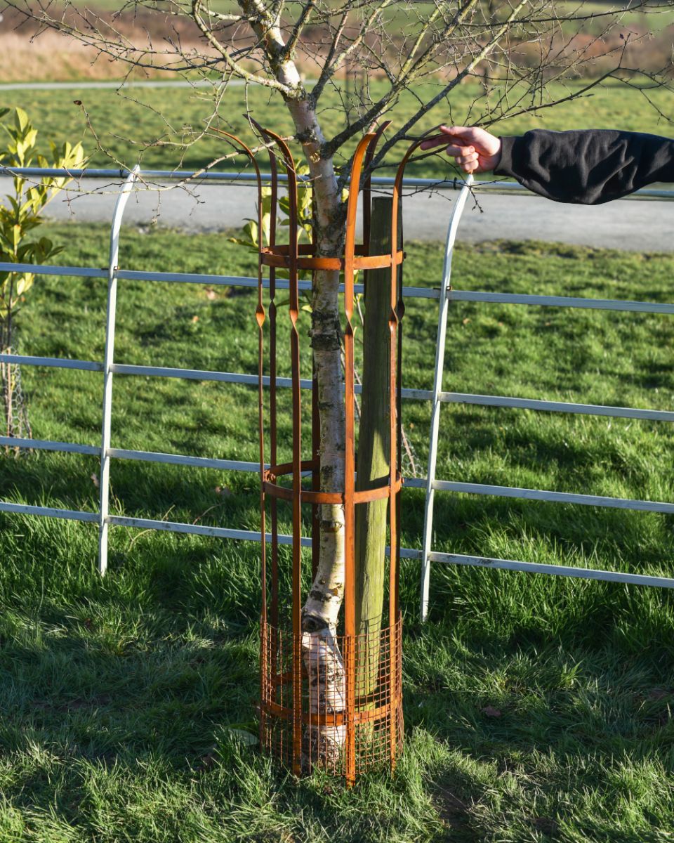 Scale Of The Sandridge Rustic Tree Guard