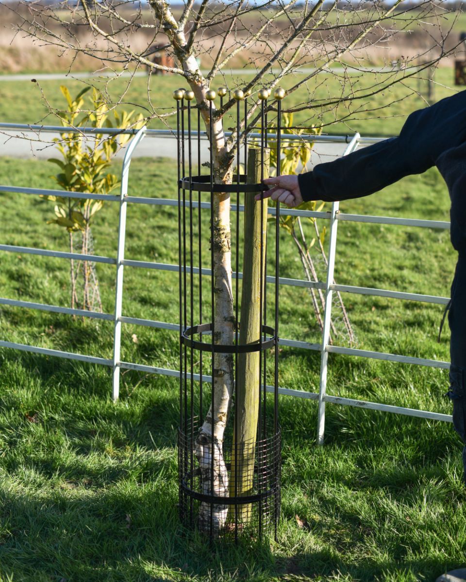 Wrought Iron Traditional "Fernhill" Black Tree Guard To Scale