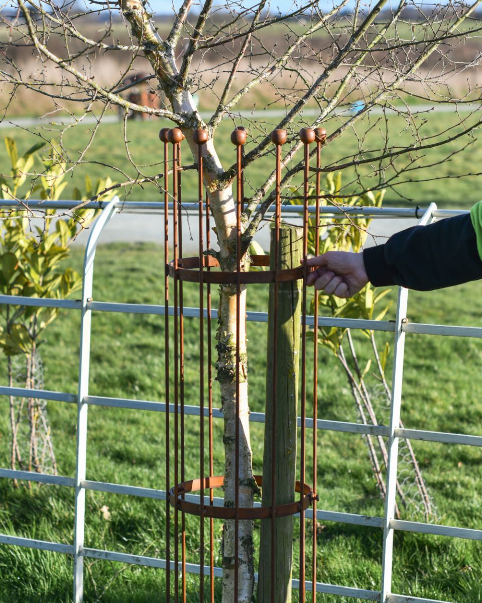 Scale Of The Wrought Iron Traditional "Fernhill" Rustic Tree Guard