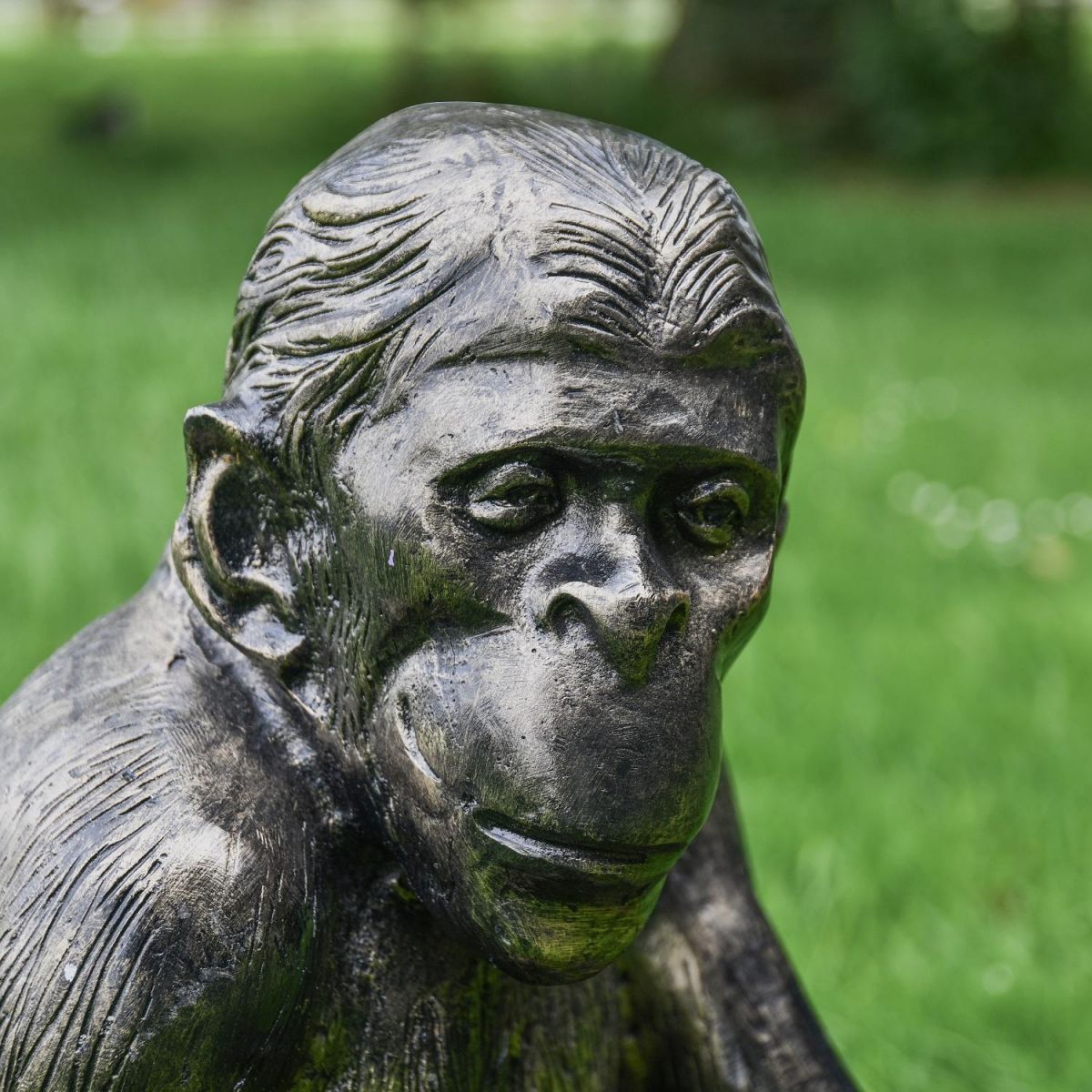 Close up of Monkey Head 