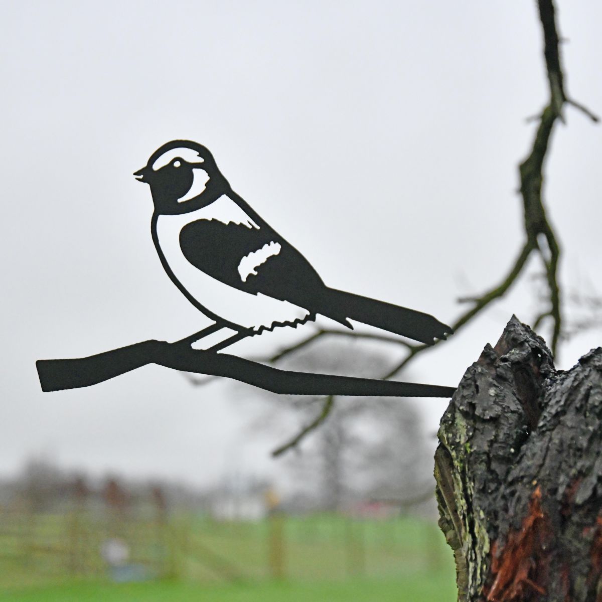 Sparrow Tree Spike in Situ