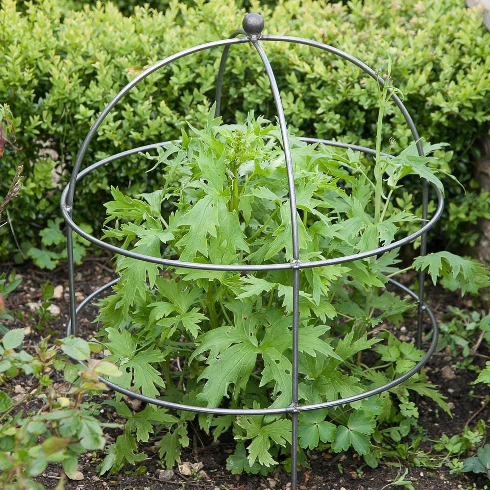 Steel Domed Plant Support in Situ