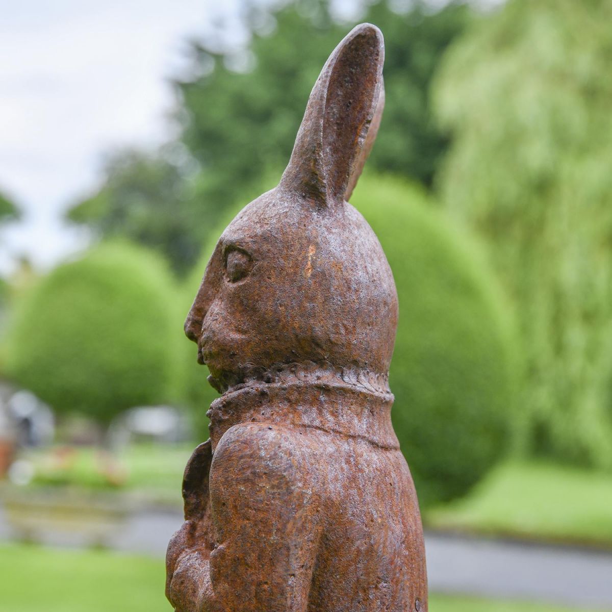 View of the Side of the Rabbit"s Head View of the Side of the Rabbit"s Head