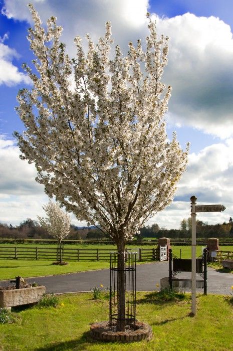 “Titan” Tree Guards - Silver