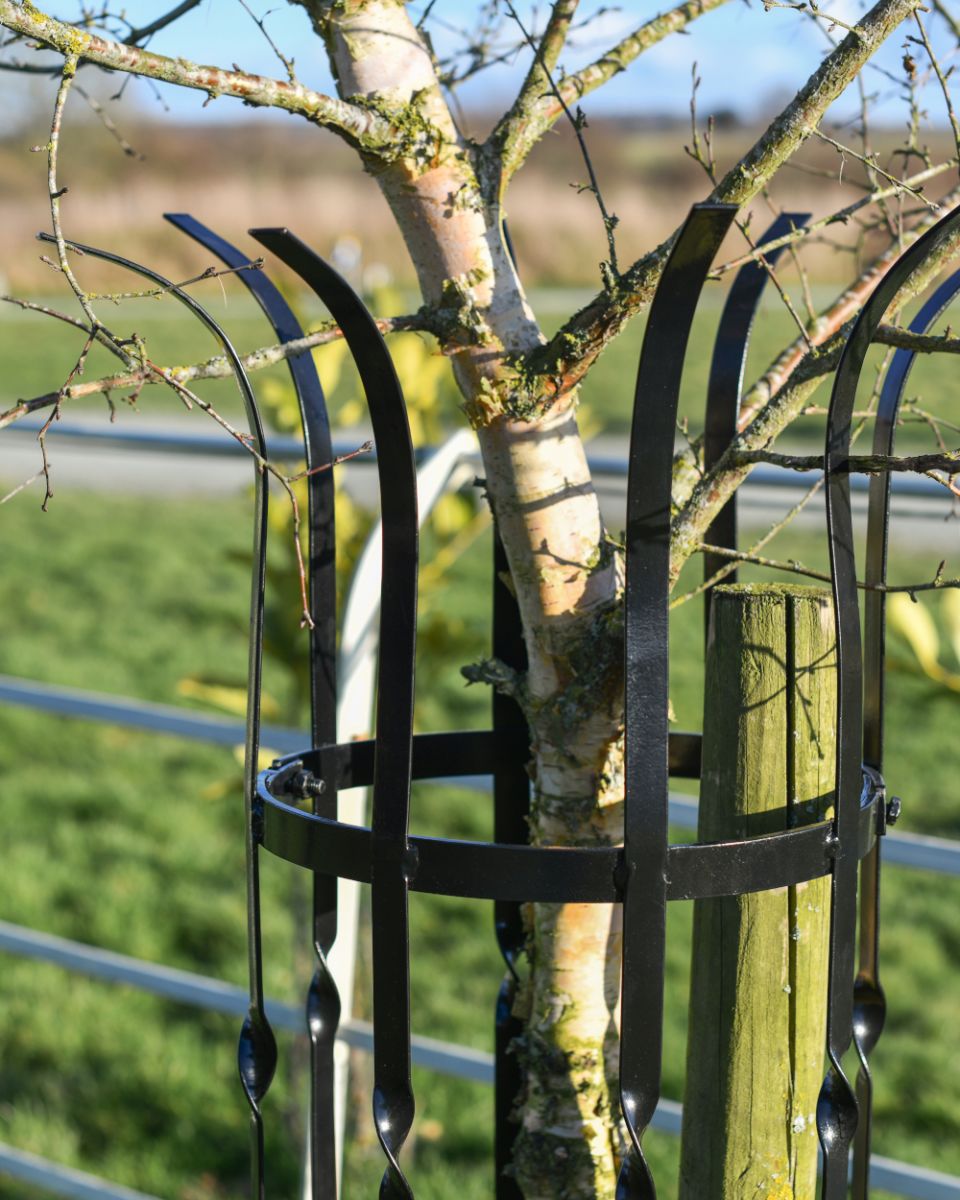 Close up Of The Wrought Iron Black Tree Guard