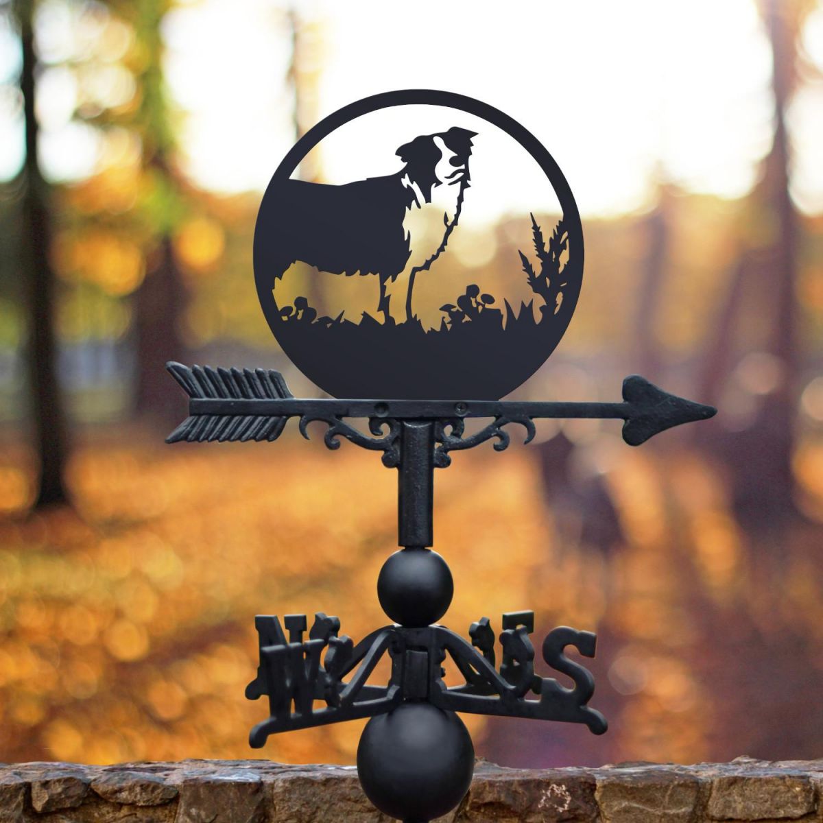 Border Collie Weathervane in Situ
