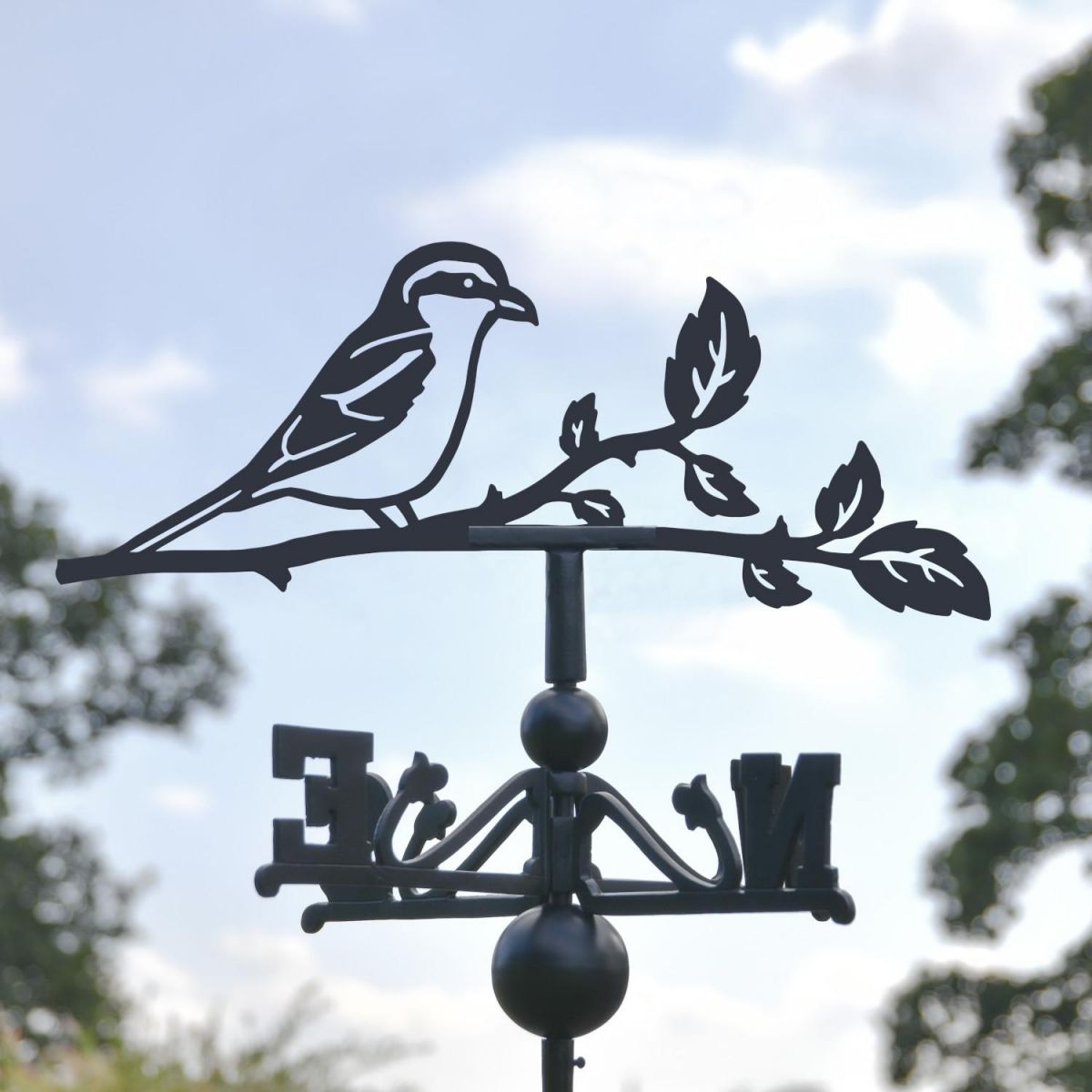 Close-Up of Great Grey Shrike Topper