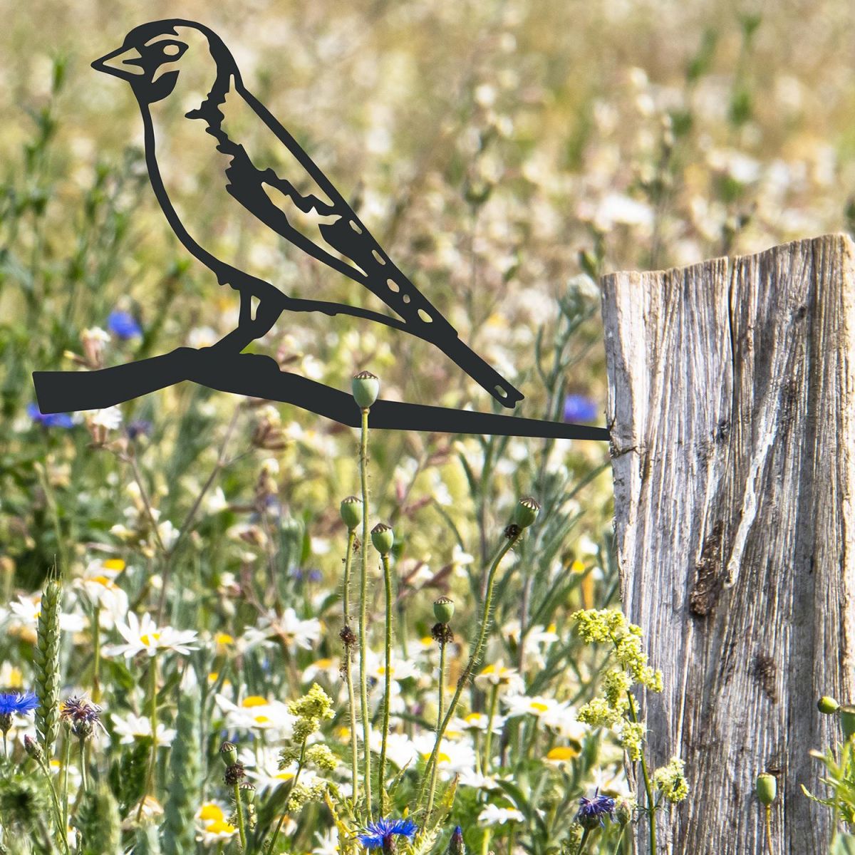 Goldfinch Tree Spike in Situ on a Fence