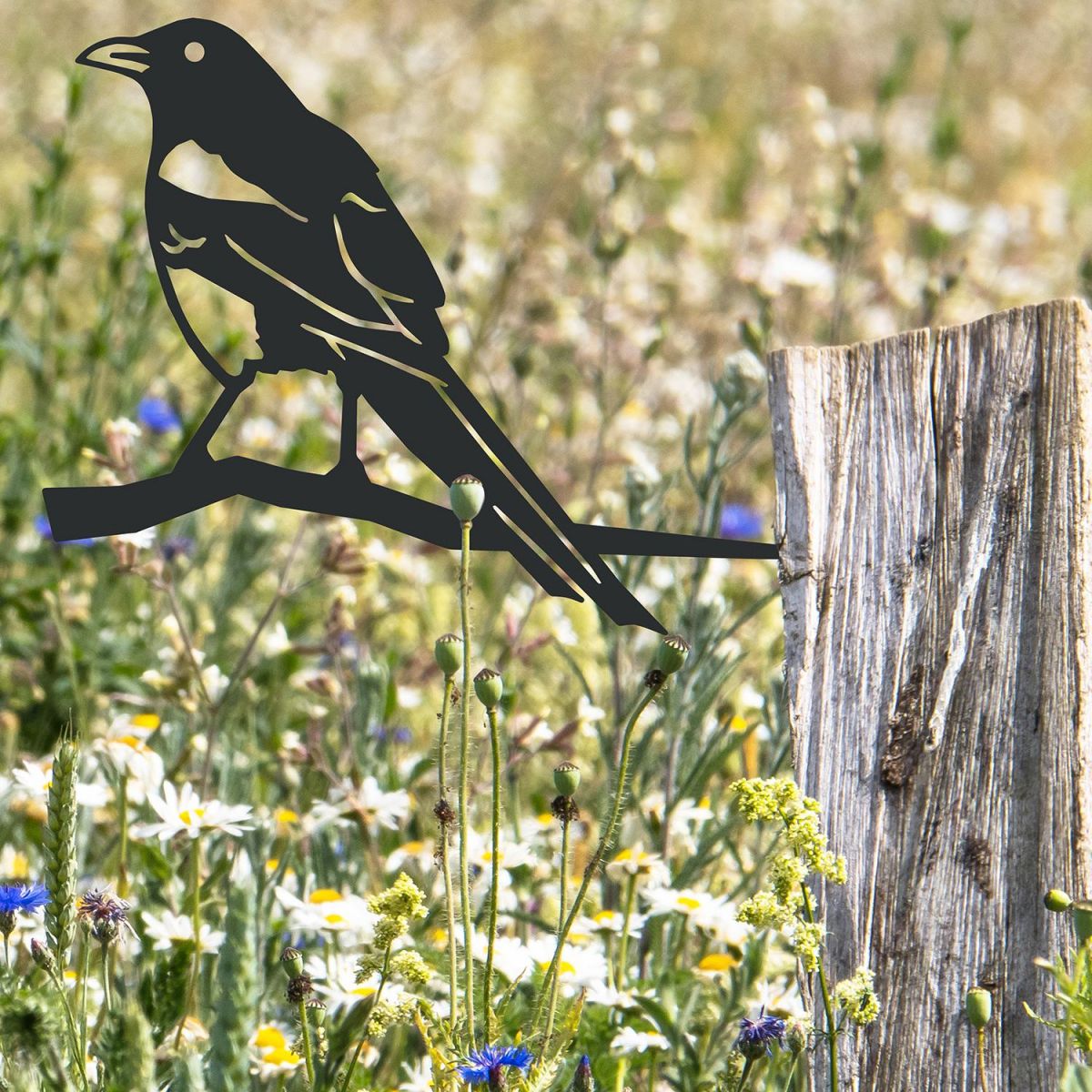Magpie Tree Spike in Situ on a Fence