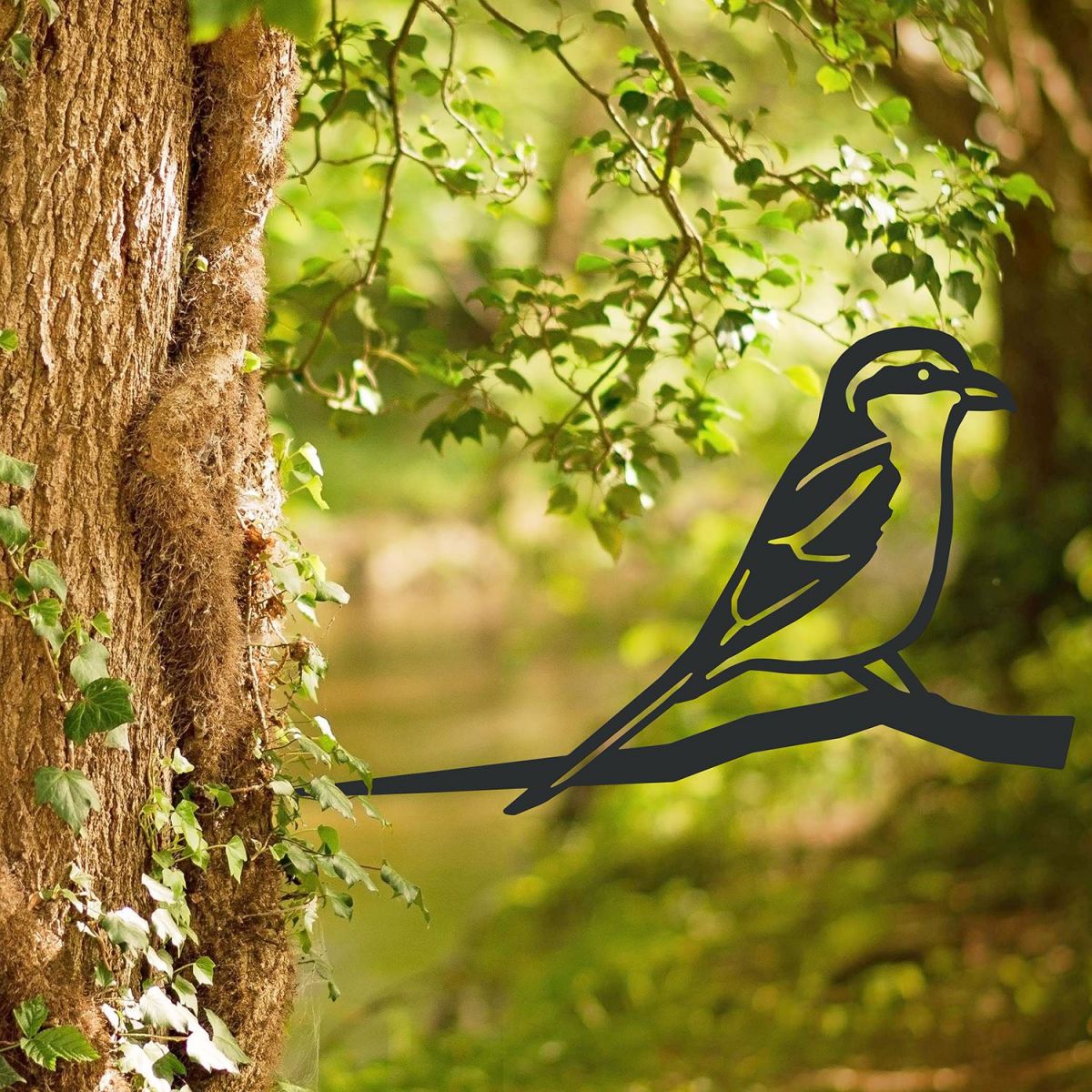 Great Grey Shrike Tree Spike in Situ