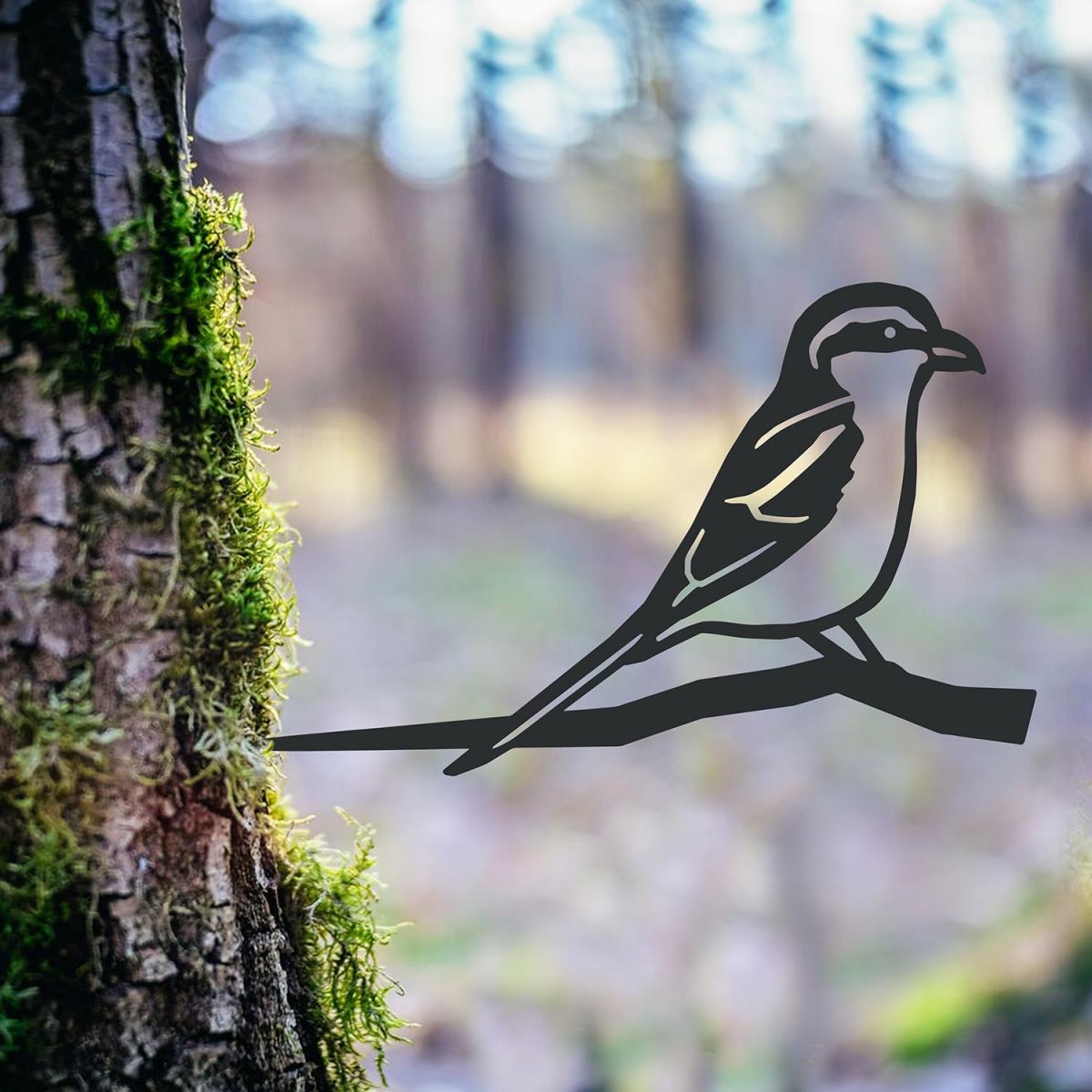 Great Grey Shrike Spike in the Woodlands